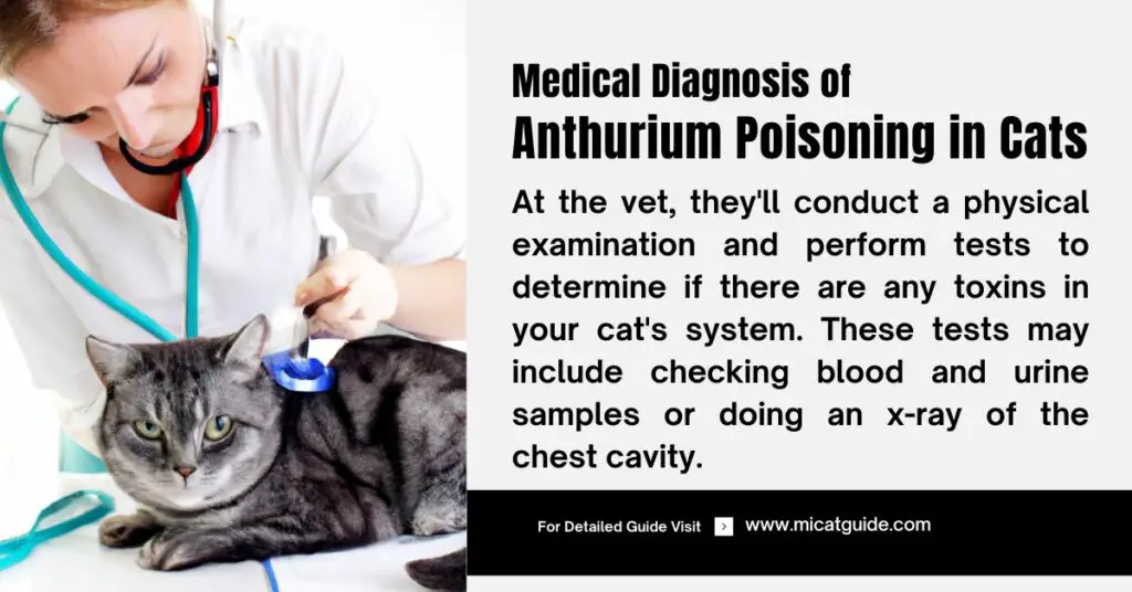 Medical Diagnosis of Anthurium Poisoning