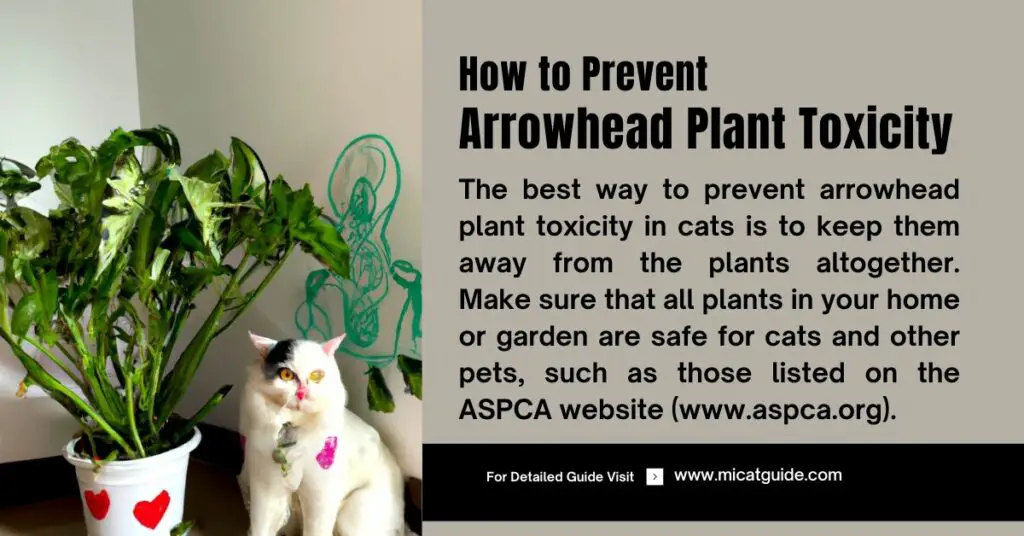 Preventing Arrowhead Plant Toxicity on Cats