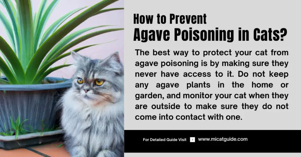 Preventing Ways of Agave Poisoning in Cats