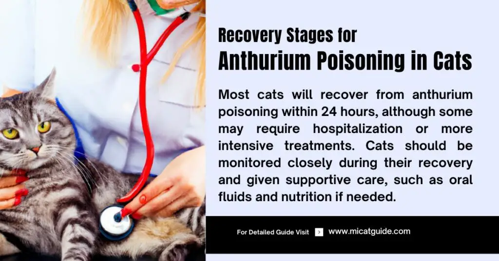 Recovery Stages for Anthurium Poisoning in Cats