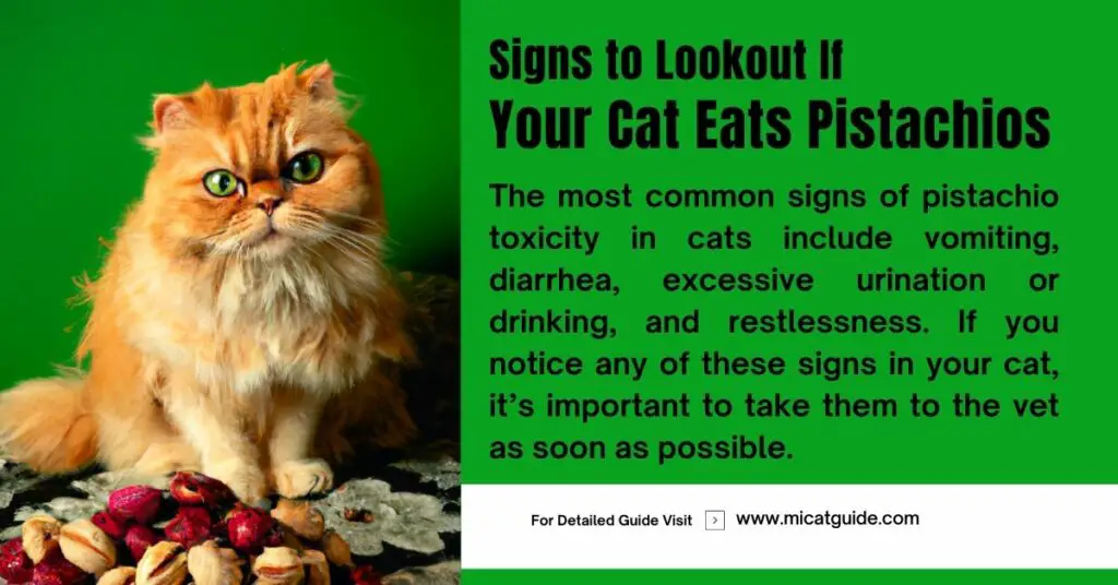 Signs to Lookout If Your Cat Eats Pistachios