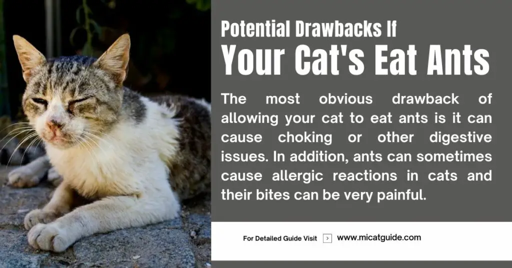 Some Potential Drawbacks If Your Cat's Eat Ants