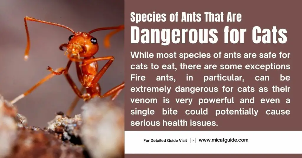 Some Specific Species of Ants are Dangerous for Cats