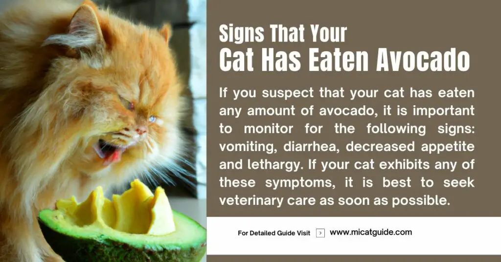 Some of the Signs That Your Cat Has Eaten Avocado