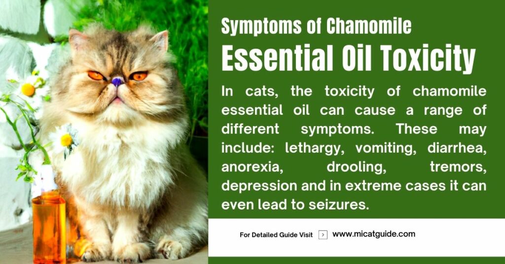 Symptoms of Chamomile Essential Oil Toxicity in Cats