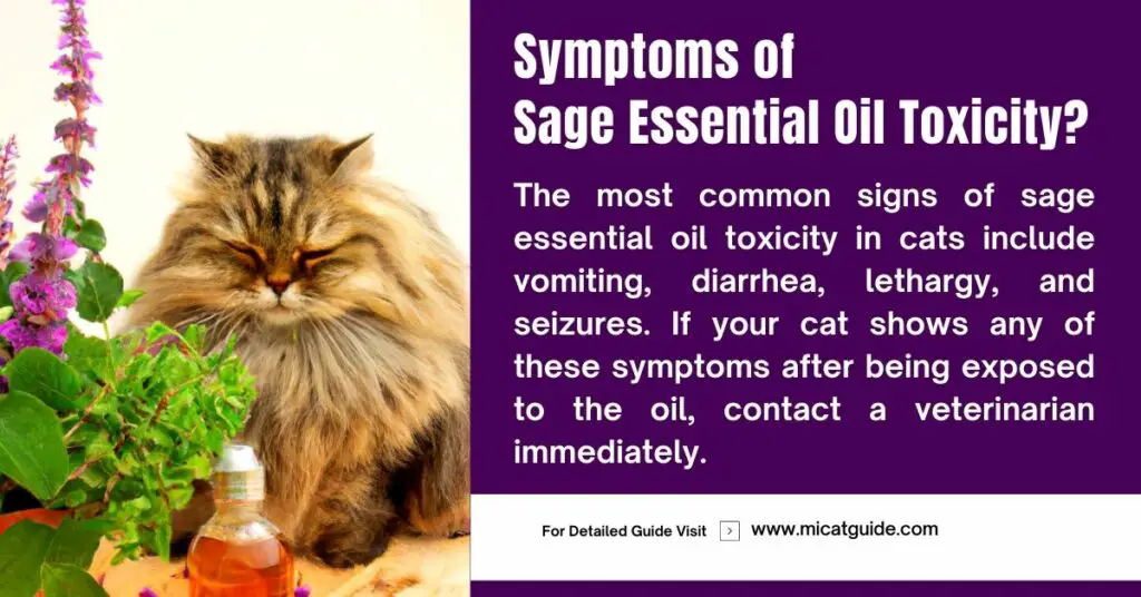 Symptoms of Sage Essential Oil Toxicity in Cats
