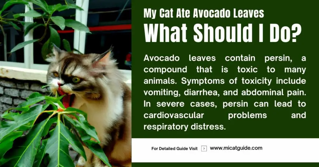 Things You Can Do If Your Cat Eat Avocado Leaves