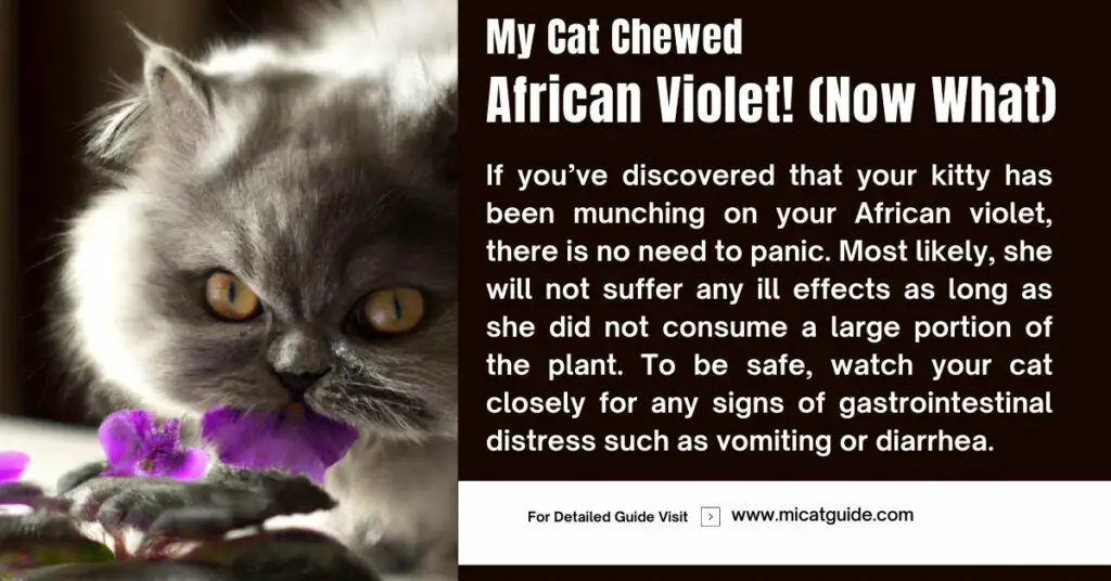 Things to Do If Your Cat Chewed African Violet