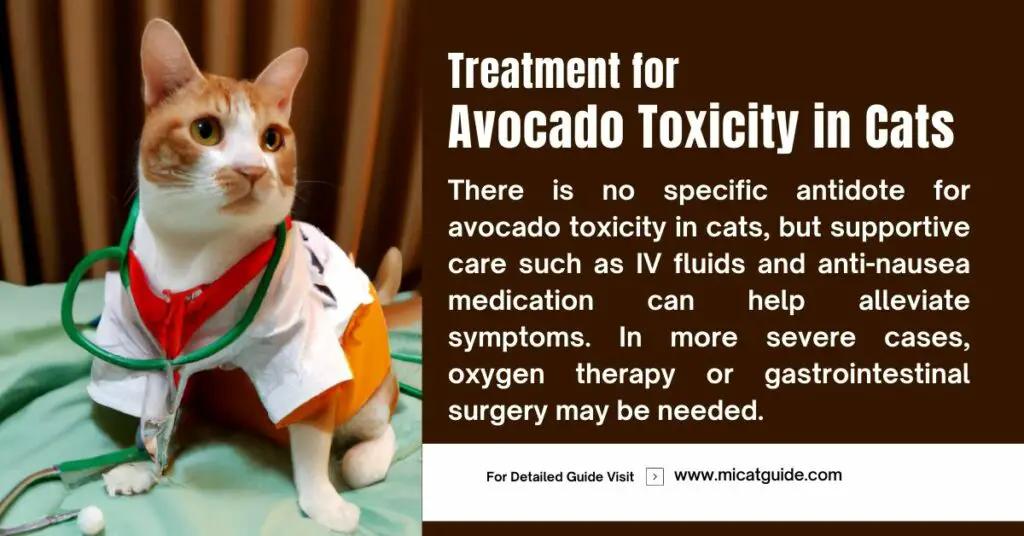 Treatment for Avocado Toxicity in Cats