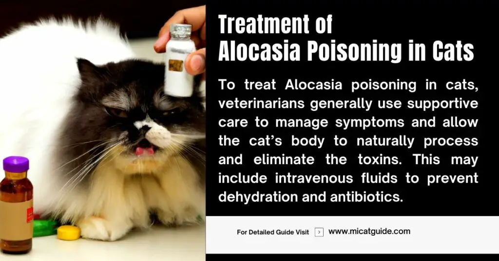 Treatment of Alocasia Poisoning in Cats