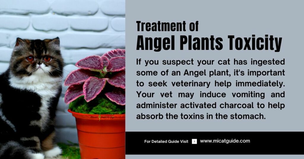 Treatment of Angel Plant Toxicity in Cats