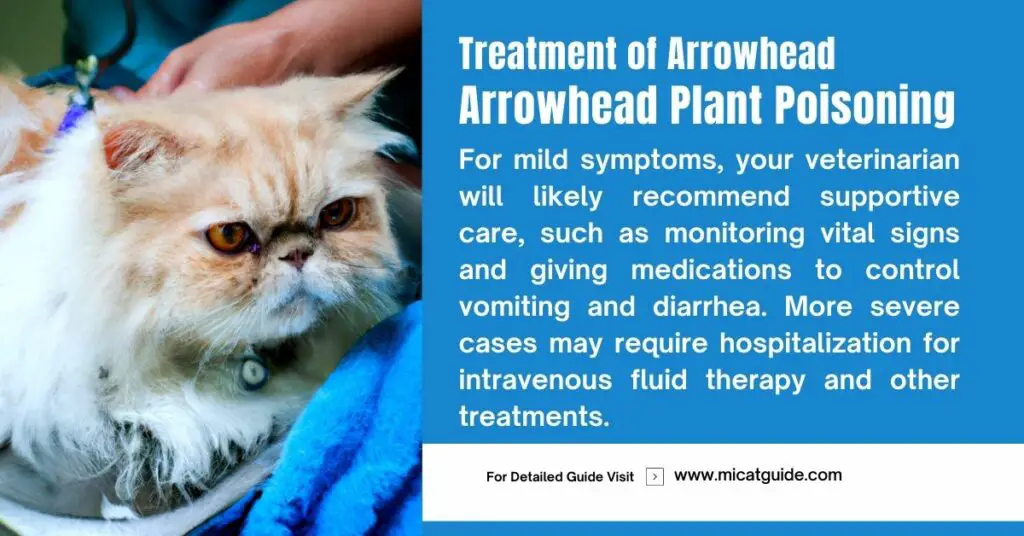Treatment of Arrowhead Plant Toxicity