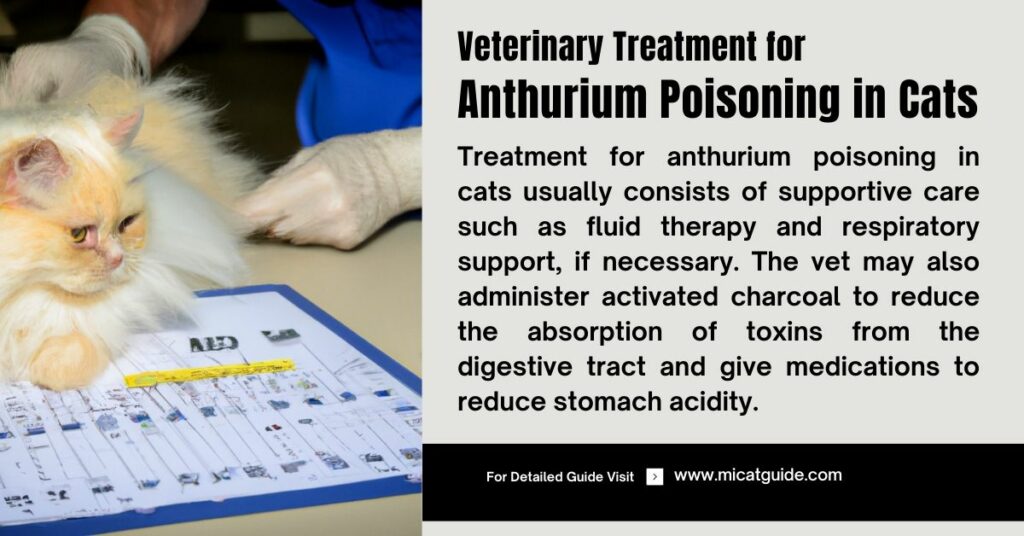 Veterinary Treatment for Anthurium Poisoning in Cats