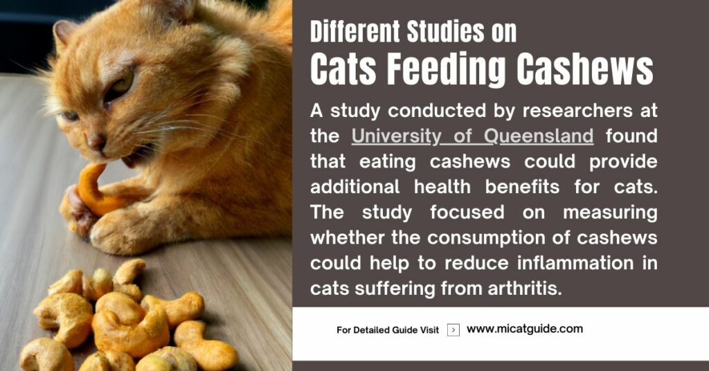 Different Studies about Cats and Cashews