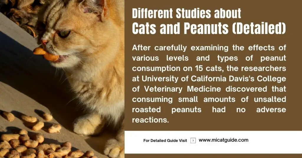 What Do Different Studies Say about Cats and Peanuts