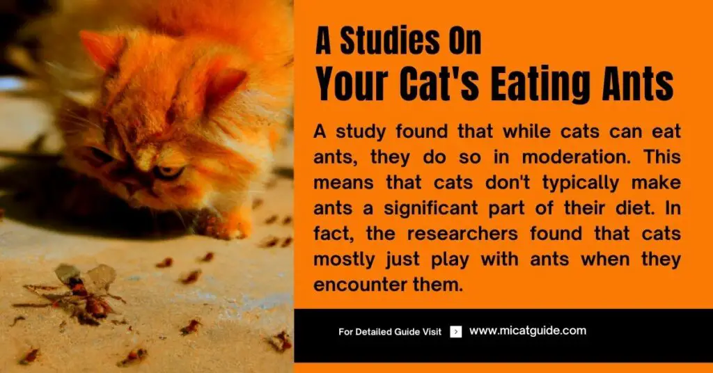 What Does A Study Say about Cats and Ants