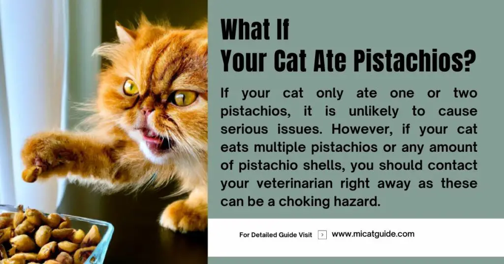 What If Your Cat Ate Pistachios