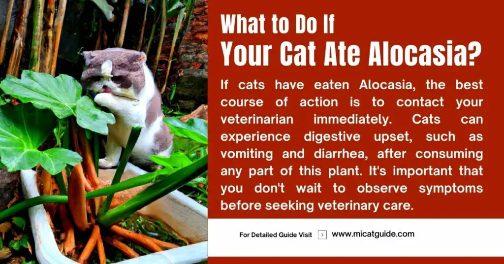 What to Do If Cats Eat Alocasia