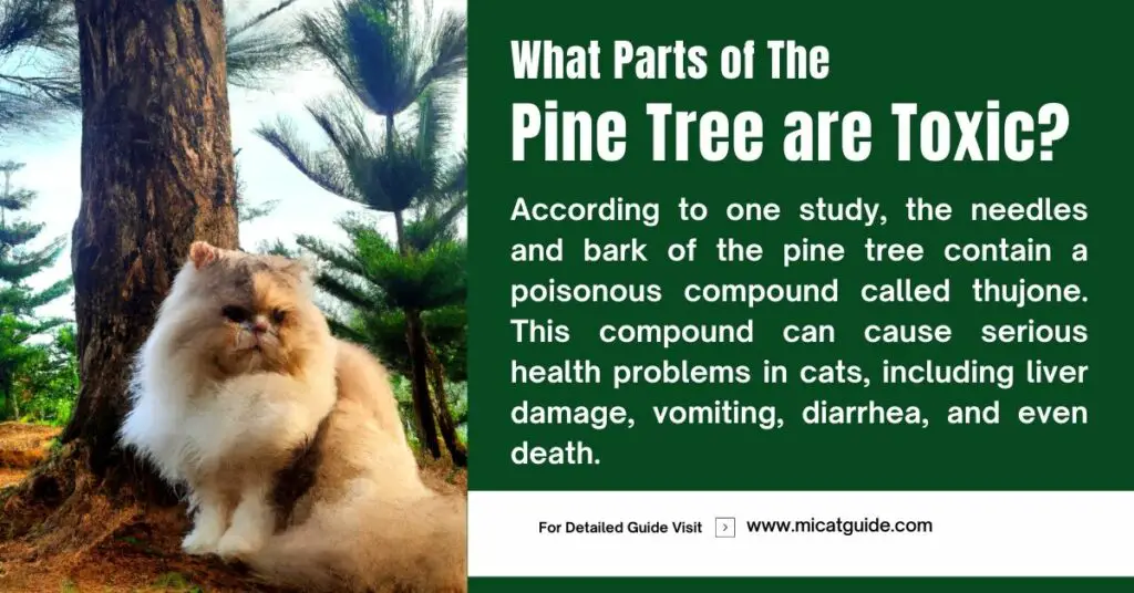 Which Parts of the Pine Tree are Toxic to Cats