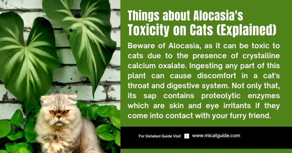 Everything about Why Alocasia is Toxic to Cats