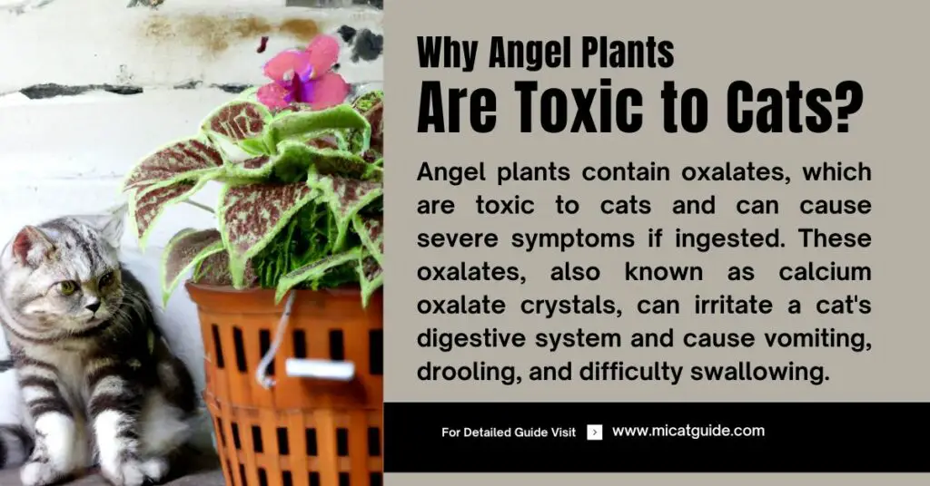 Why Angel Plants are Toxic to Cats