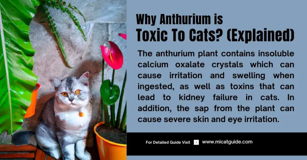 Why Anthurium is Toxic to Cats (Explained)