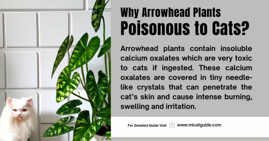 Why Arrowhead Plants Poisonous to Cats