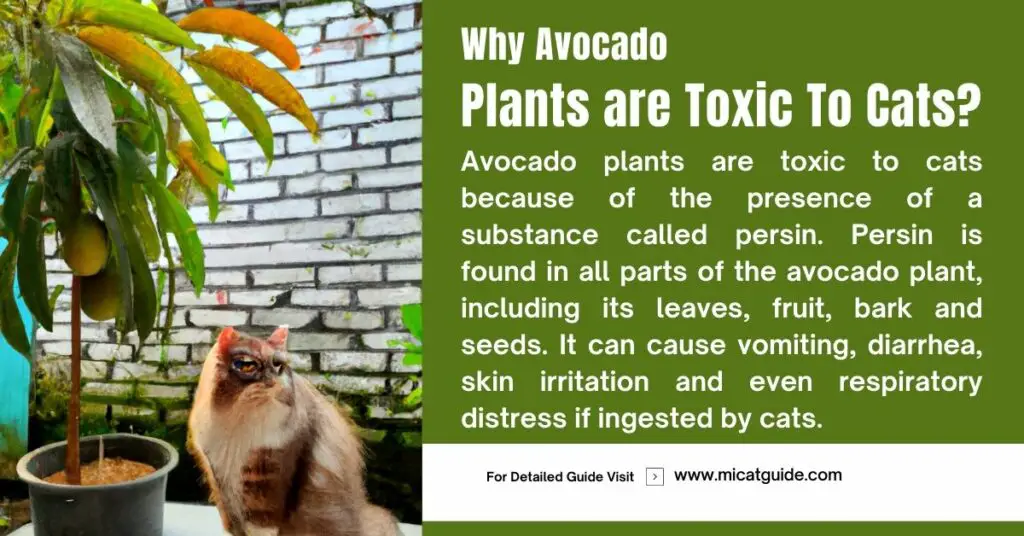 Why Avocado Plants are Toxic to Cats