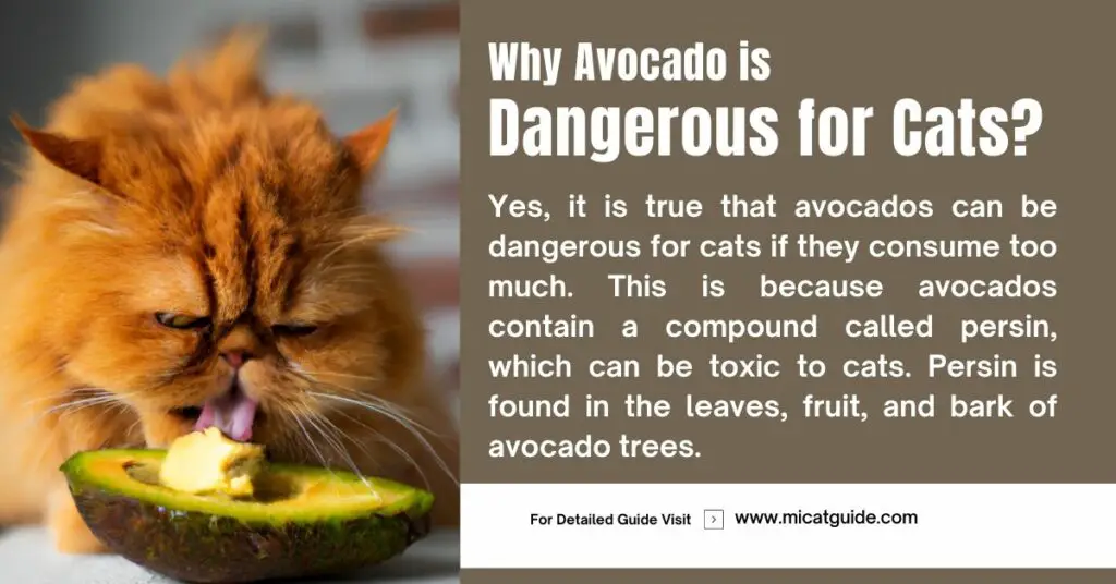 Reasons Why Avocado is Dangerous for Cats