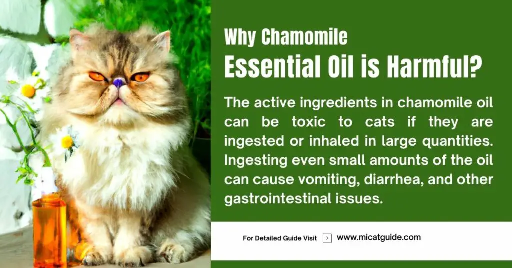 Why Chamomile Essential Oil is Harmful to Cats