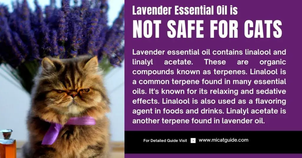 Why Lavender Essential Oil is Not Safe for Cats