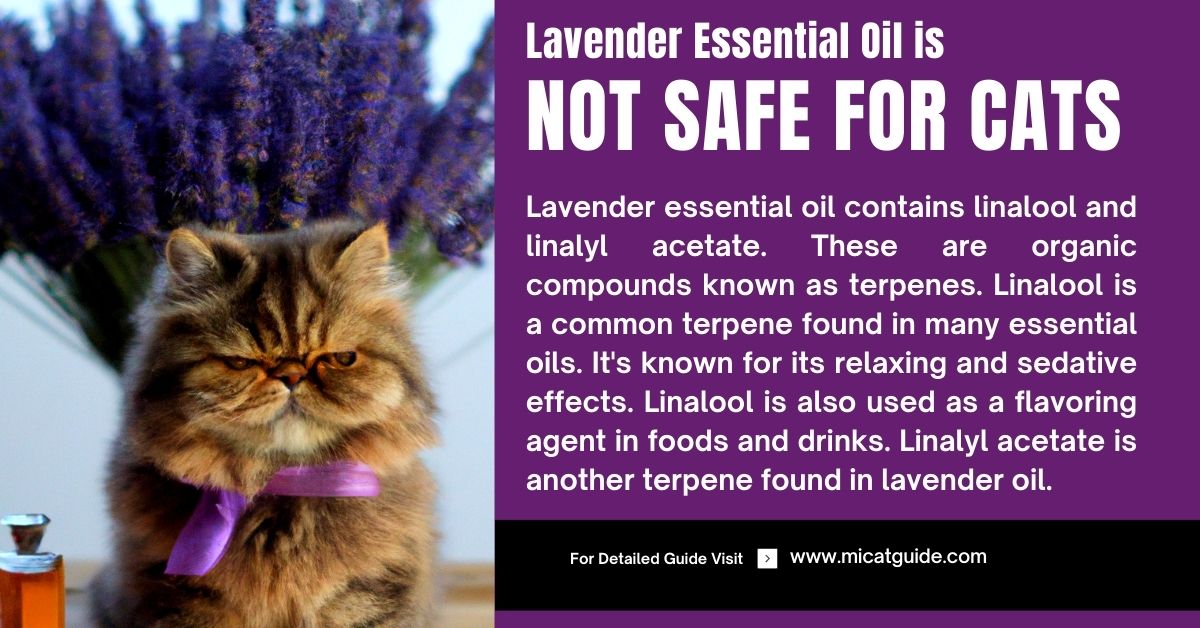 Is Lavender Essential Oil Safe For Cats? (User Opinion)