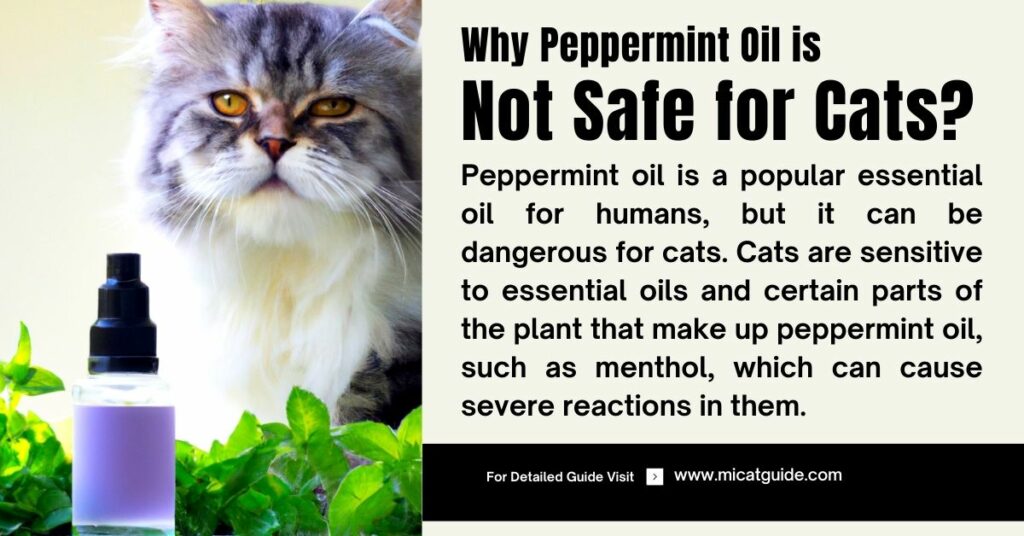 Why Peppermint Oil is Not Safe for Cats