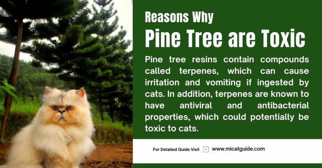 Reasons Why Pine Trees Are Toxic to Cats