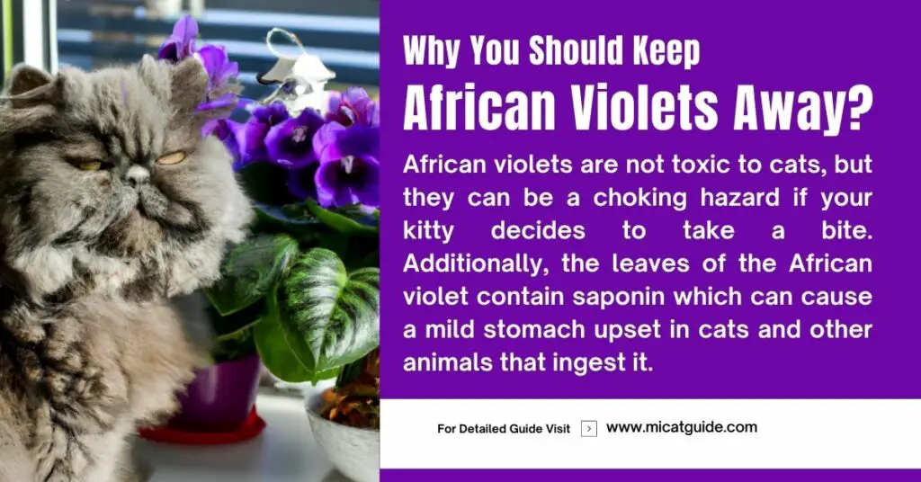 Why You Should Keep African Violets Away From Cats