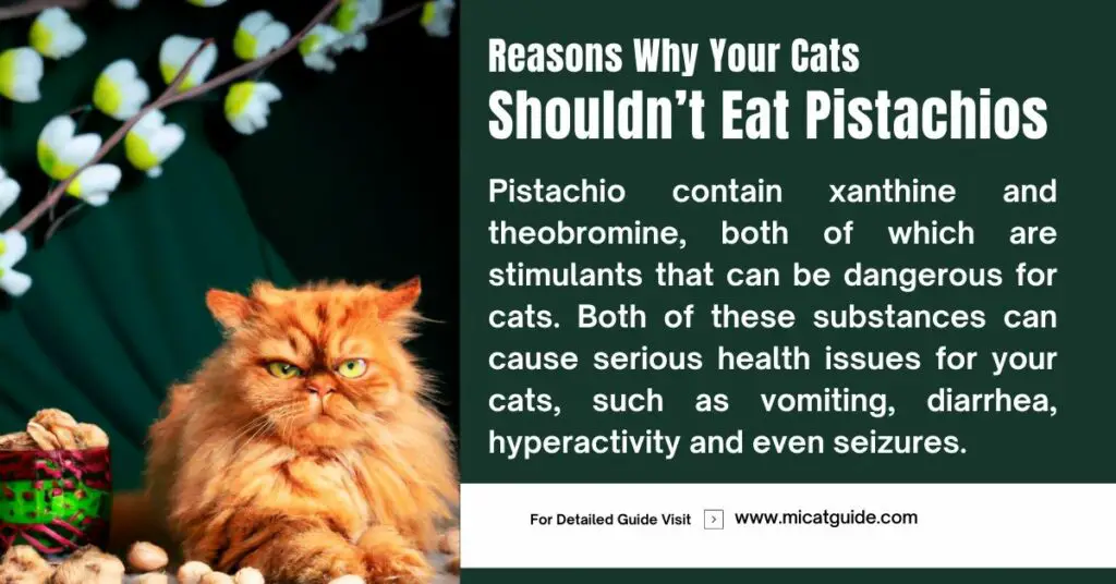 All the Reasons Why Your Cats Shouldn’t Eat Pistachios