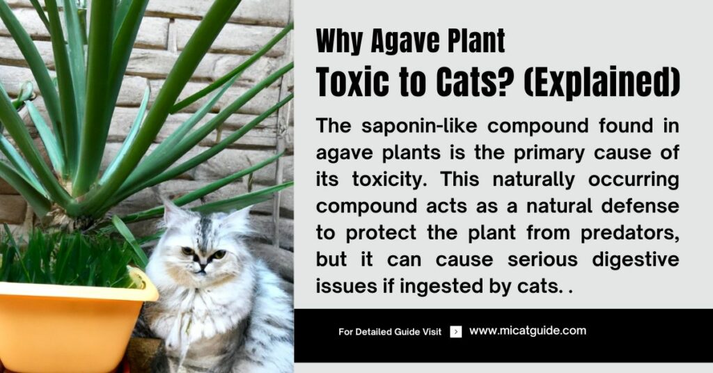 Reasons Why is Agave Plant Toxic to Cats