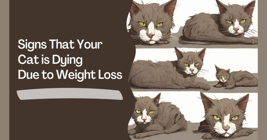 Signs That Your Cat is Dying Due to Weight Loss