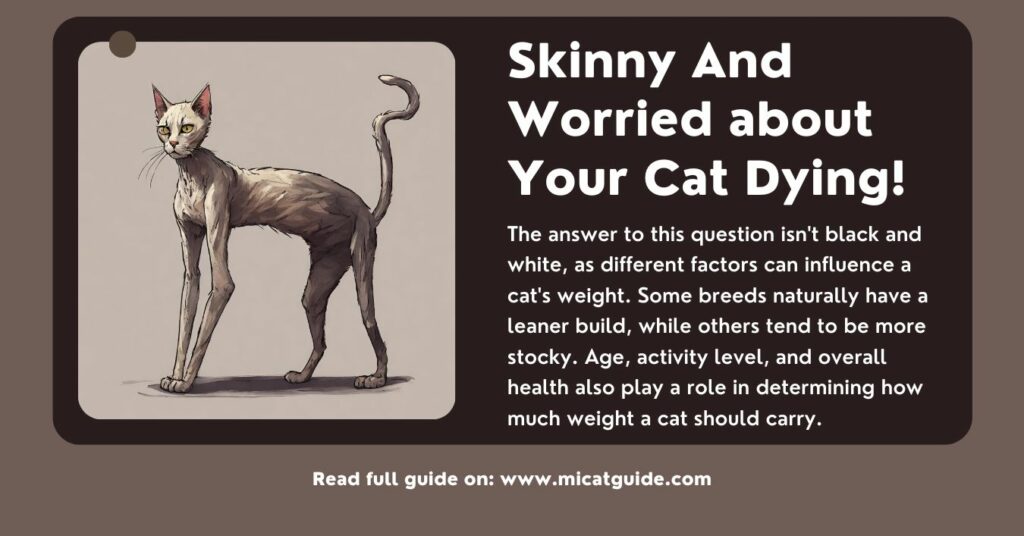 Skinny And Worried about Your Cat Dying!
