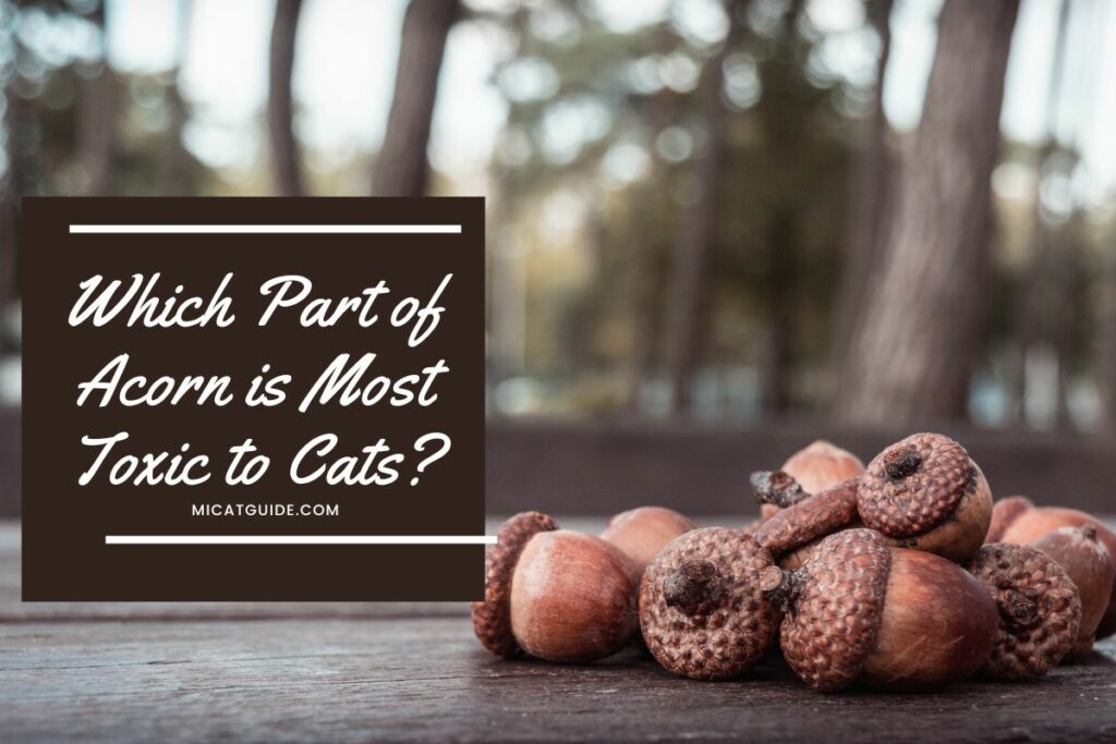 Which Part of Acorn is Most Toxic to Cats
