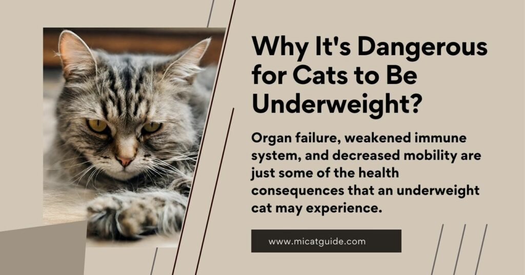 Why It's Dangerous for Cats to Be Underweight?