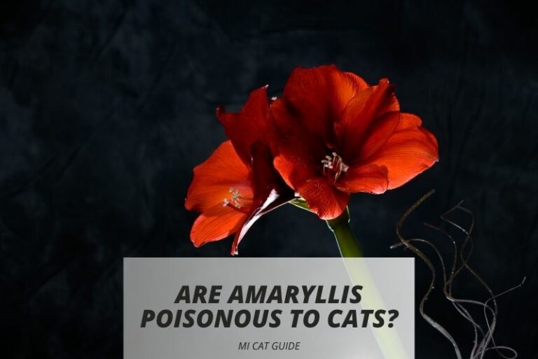 Are Amaryllis Poisonous to Cats? (Symptoms…)