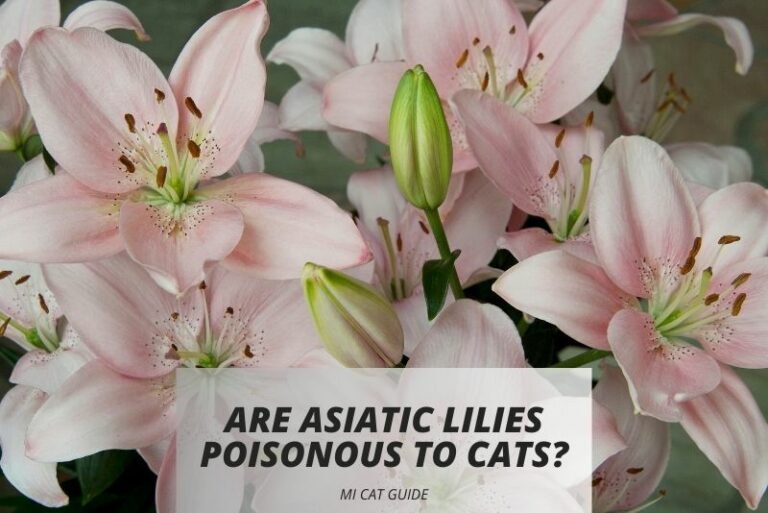Are Asiatic Lilies Poisonous to Cats? (Symptoms…)