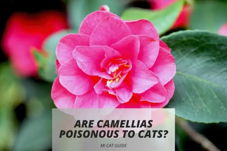 Are Camellias Poisonous to Cats? (Detailed Guide)