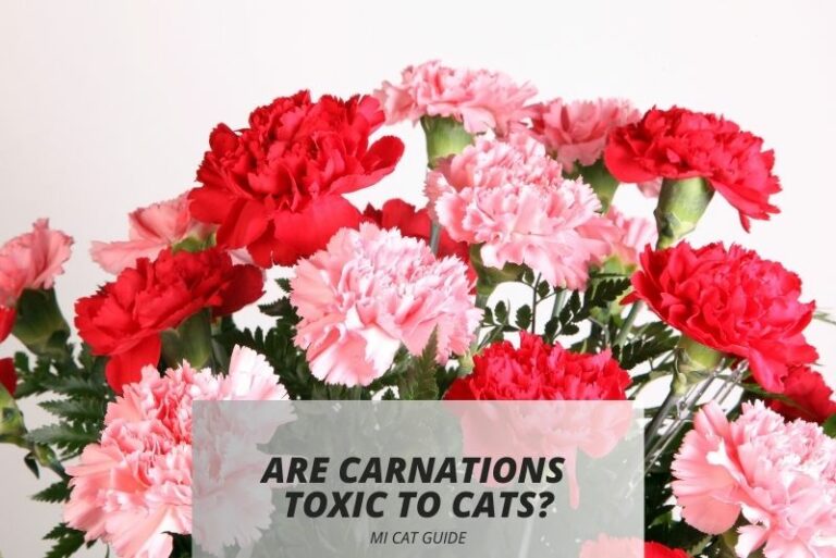Are Carnations Toxic to Cats? (Symptoms & Treatments)