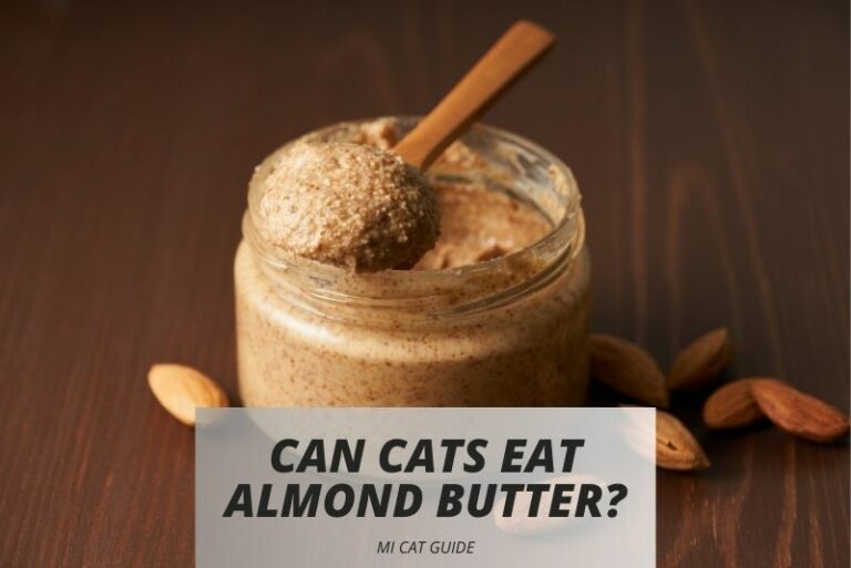 Can Cats Eat Almond Butter: A Guide for Cat Owners