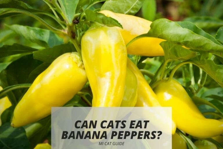 Can Cats Eat Banana Peppers? (Safe or Harmful?)