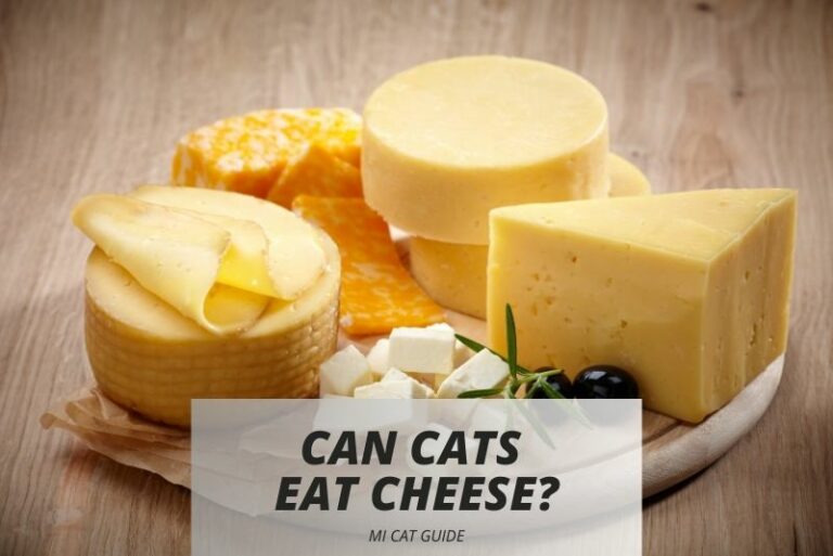 Can Cats Eat Cheese? Understanding Feline Nutrition