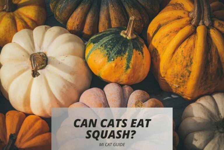 Can Cats Eat Squash? A Comprehensive Guide to Feline Nutrition