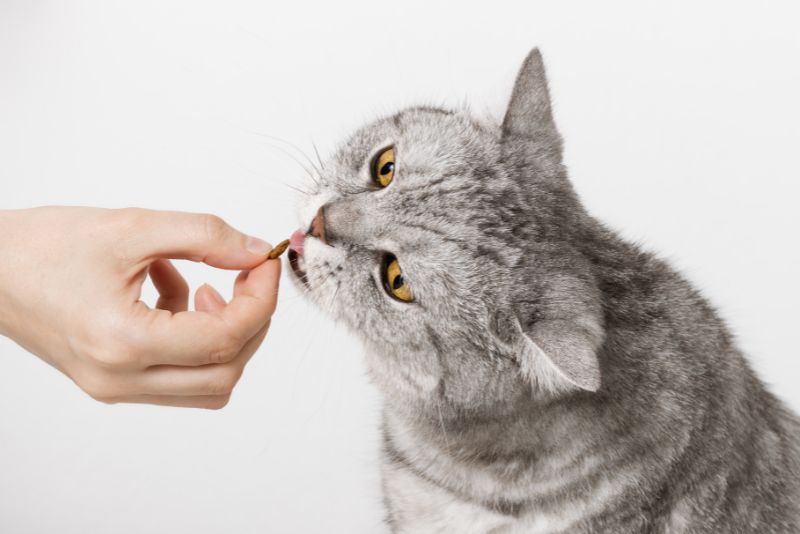 The Curiosity of Cats and A Balanced Diet